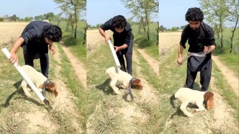 ಕುರಿಯ ಕುತ್ತಿಗೆಗೆ ನಾಗರಹಾವು ಸುತ್ತಿಕೊಂಡರೂ ಮೇಯುತ್ತಿದ್ದ ದೃಶ್ಯ ವೈರಲ್ – ನಿಜವೇ?