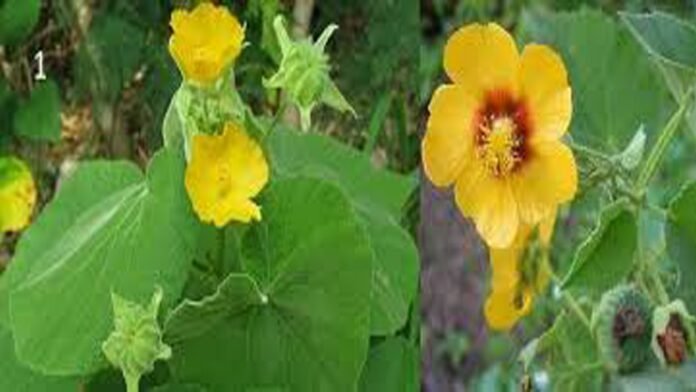 ಅತಿಬಲ ಸಸ್ಯ: ಮೂಲವ್ಯಾಧಿಯಿಂದ ಹಿಡಿದು 50ಕ್ಕೂ ಹೆಚ್ಚು ಸಮಸ್ಯೆಗಳಿಗೆ ಉಪಯುಕ್ತ ಗಿಡಮೂಲಿಕೆ