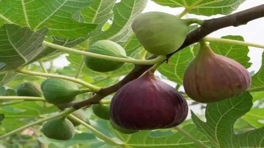 ಮದ್ಯಪಾನದಿಂದ ಹಾನಿಯಾದ ಲಿವರ್‌ಗೆ ಅಂಜೂರ ಹಣ್ಣು ಸಹಾಯಕವೇ?