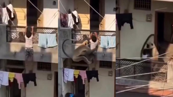 ಬಾಲ್ಕನಿಯಿಂದ ಜಾರುತ್ತಿದ್ದ ಪುಟ್ಟ ಮಗುವನ್ನು ರಕ್ಷಿಸಿದ ಮಂಗ