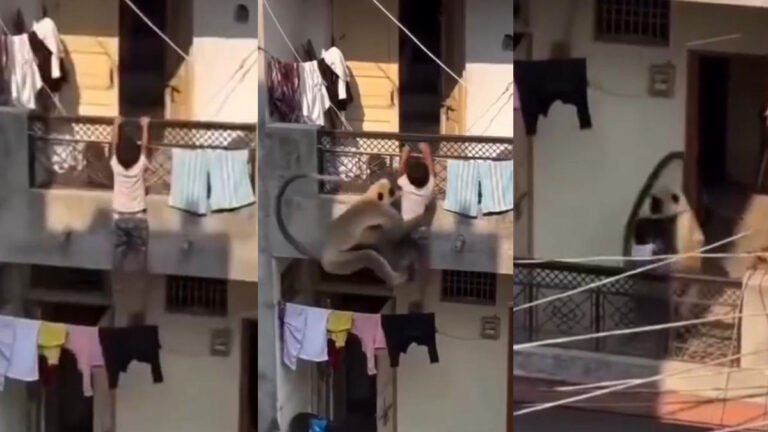 ಬಾಲ್ಕನಿಯಿಂದ ಜಾರುತ್ತಿದ್ದ ಪುಟ್ಟ ಮಗುವನ್ನು ರಕ್ಷಿಸಿದ ಮಂಗ ; ವೈರಲ್ ವಿಡಿಯೋ.