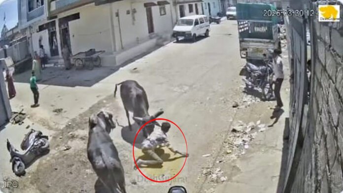 ದ್ವಿಚಕ್ರ ಸವಾರನ ಮೇಲೆ ಬೀದಿ ಗೂಳಿ ದಾಳಿ