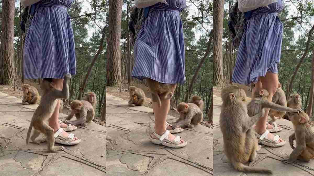 ಮರಿ ಮಂಗನ ಕಿತಾಪತಿ ನೋಡಿ ನೆಟ್ಟಿಗರು ಫಿದಾ
