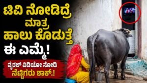 ಟಿವಿ ನೋಡಿದ್ರೆ ಮಾತ್ರ ಹಾಲು ಕೊಡುತ್ತೆ ಈ ಎಮ್ಮೆ