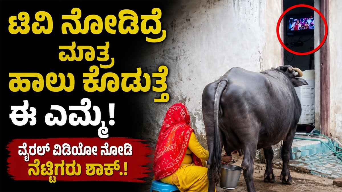 ಟಿವಿ ನೋಡಿದ್ರೆ ಮಾತ್ರ ಹಾಲು ಕೊಡುತ್ತೆ ಈ ಎಮ್ಮೆ