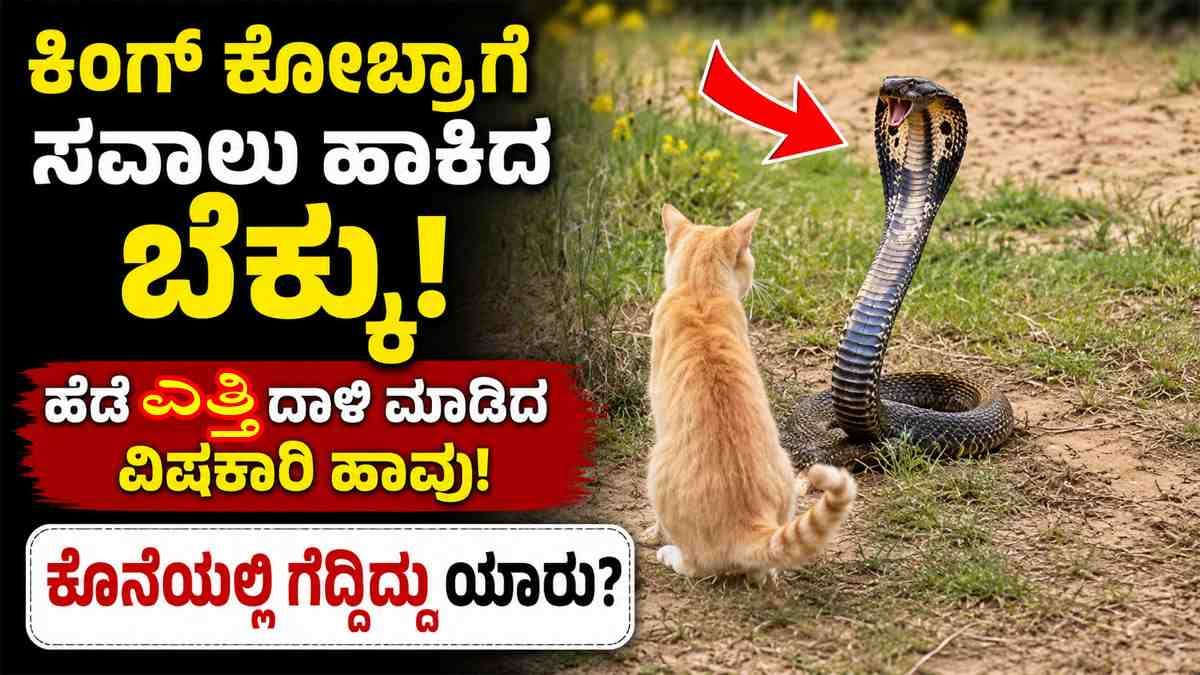 ಕಿಂಗ್ ಕೋಬ್ರಾಗೆ ಸವಾಲು ಹಾಕಿದ ಬೆಕ್ಕು