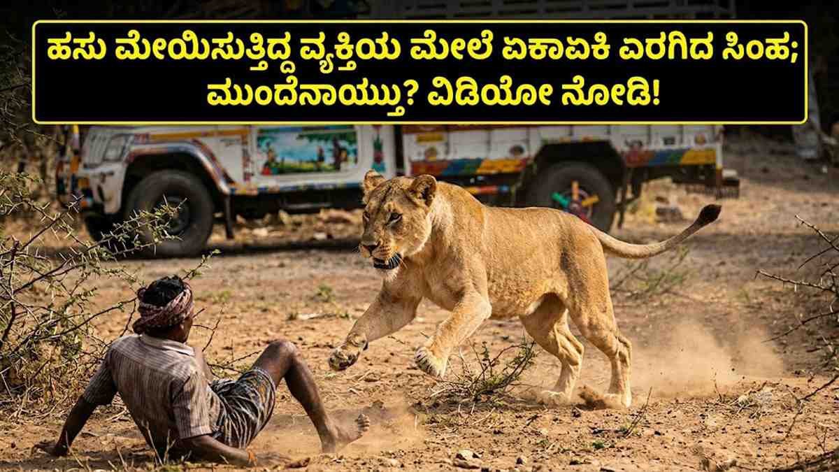 ಹಸು ಮೇಯಿಸುತ್ತಿದ್ದ ವ್ಯಕ್ತಿಯ ಮೇಲೆ ಏಕಾಏಕಿ ಎರಗಿದ ಸಿಂಹ