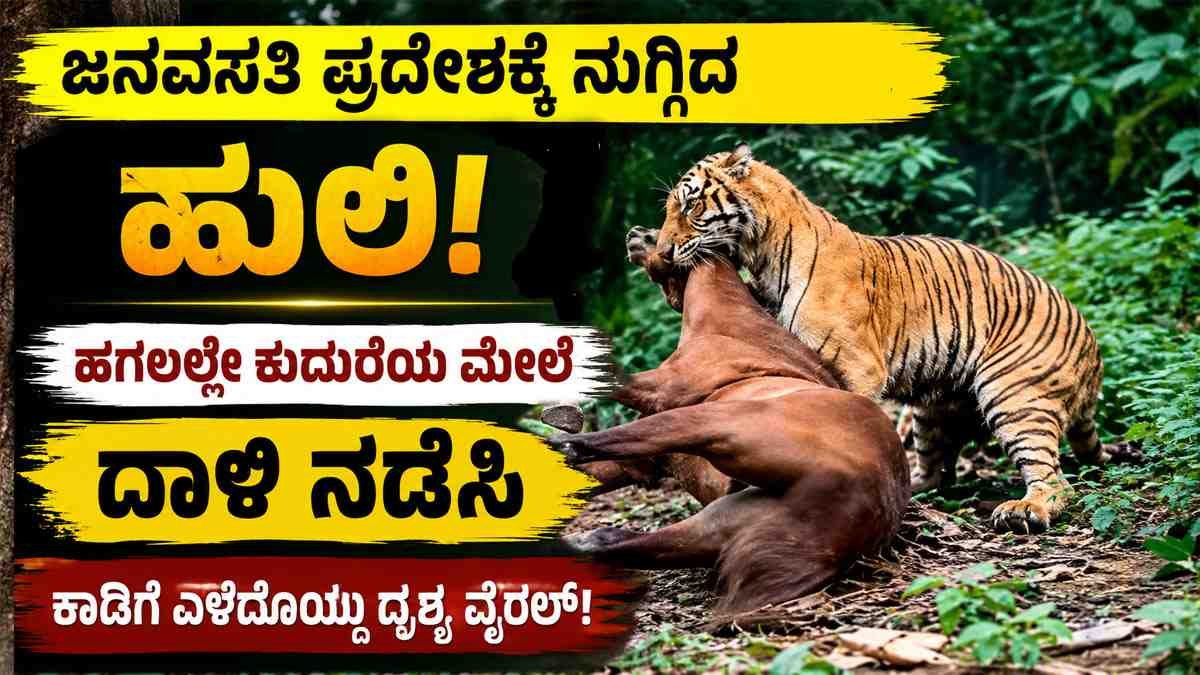 ಕುದುರೆಯ ಮೇಲೆ ದಾಳಿ ಮಾಡಿದ ಹುಲಿ
