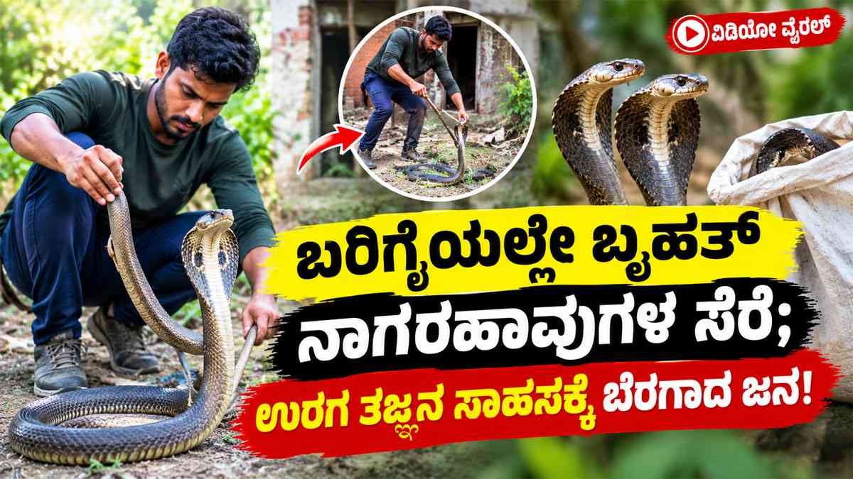 ಬರಿಗೈಯಲ್ಲೇ 2 ಬೃಹತ್ ನಾಗರಹಾವುಗಳ ಸೆರೆ